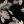 Black Hawaii Leaf