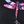 Dream Dragonfly