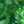 Green Tie Dye