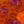 Orange Floral