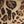 Brown Leopard