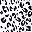 White Leopard