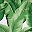 Green Leaves