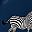 Navy Zebra