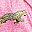 Pink Cheetah