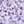 Purple Floral