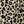 Brown Leopard