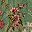 Green Pattern