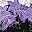 Purple Floral Printed