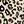 Beige Leopard