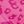 Pink Leopard