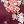 Wine Red Flower