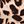 Brown Leopard