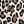 Beige Leopard