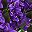 Green And Purple