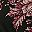 Black Plum