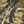 Brown Camo