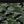Green Camo