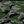 Green Camo