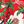 Red Christmas
