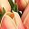 Tulip Orange