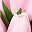 Tulip Pink