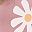 Pink Flower