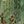 Green Floral