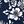 Navy Backyard Flowers