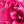 Hot Pink Flora