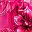 Hot Pink Flora