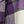 Purple Plaid