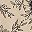 Beige Floral