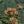 Green Floral