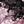 Cherry Blossoms
