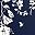 Navy Blue Flower