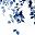 White Blue Flower