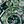 Emerald Green
