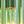 Lightgreen