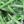 Grass Green