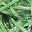 Grass Green