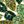 Green Silver