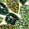 Green Silver