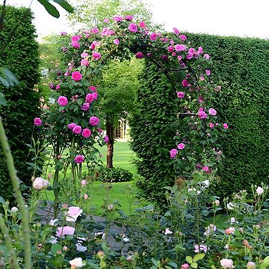 Backyard Arbor Arch Trellis for Walkways Patio and Climbing Plants