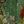 Green White Red