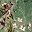 Green Flower