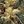 Olive Yellow Green