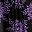 Black Purple Flowers
