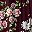 Peony Purple