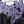 Purple Blue Black